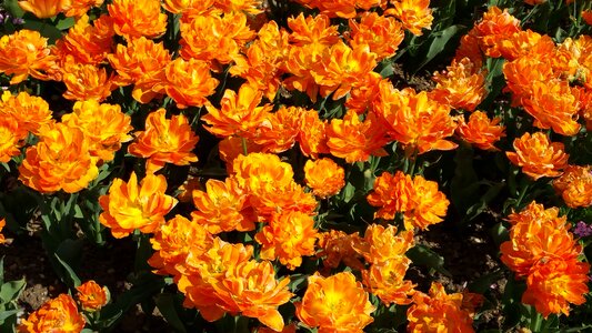 Tulips flower floral
