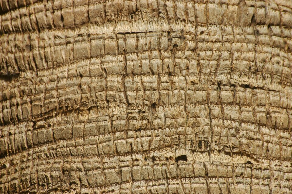 Nature tribe wood