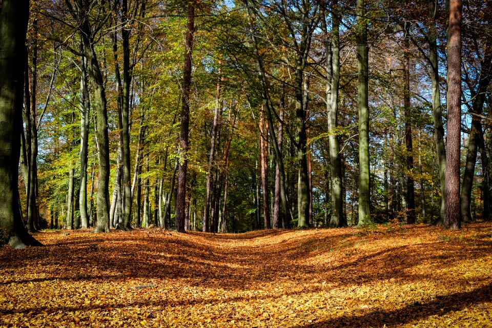 Nature october autumn colours