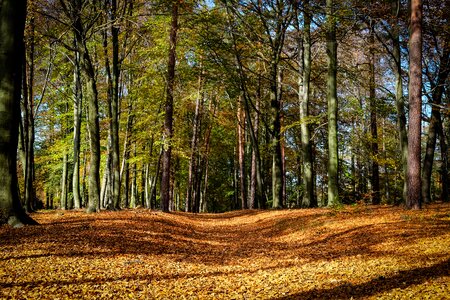 Nature october autumn colours photo