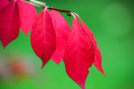 Autumn nature plants