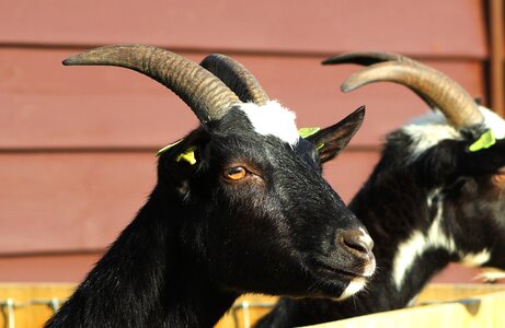 Farm horns head photo