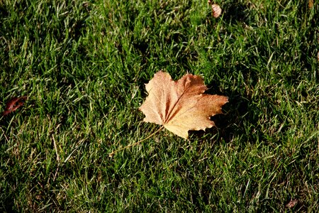 Dry leaves sheet photo