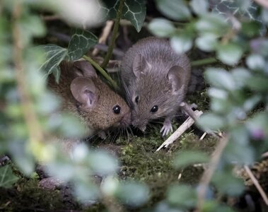 Cute sweet wildlife