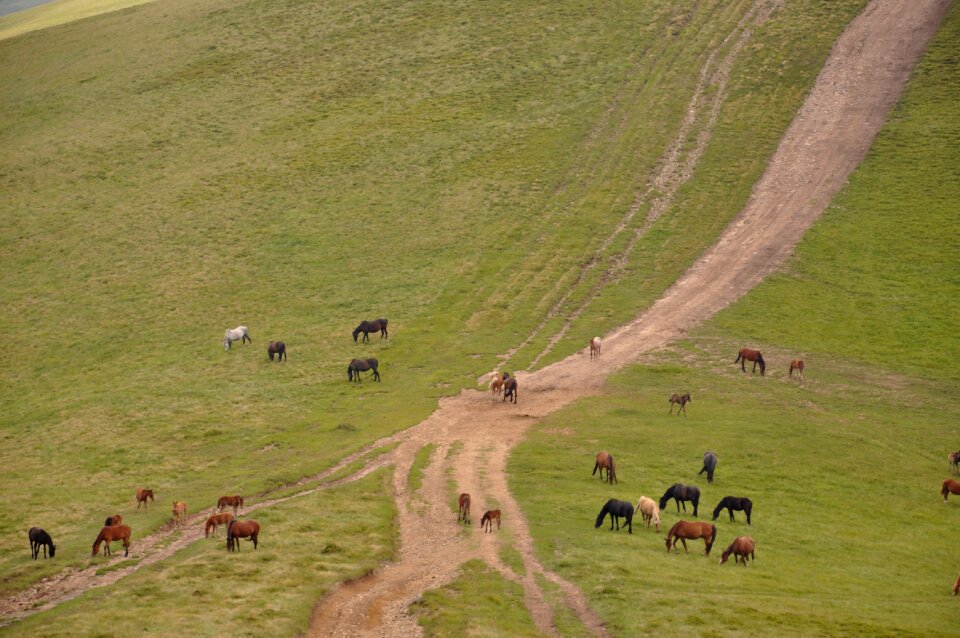 Mountains horse landscape