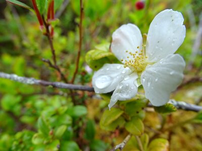 Karelia bloom white photo