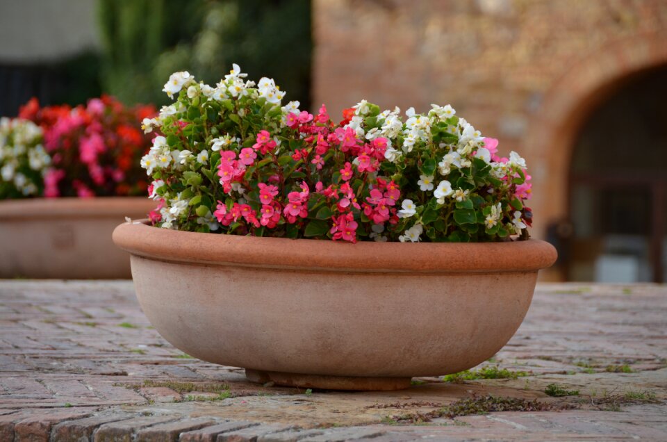 Nature botanist spring
