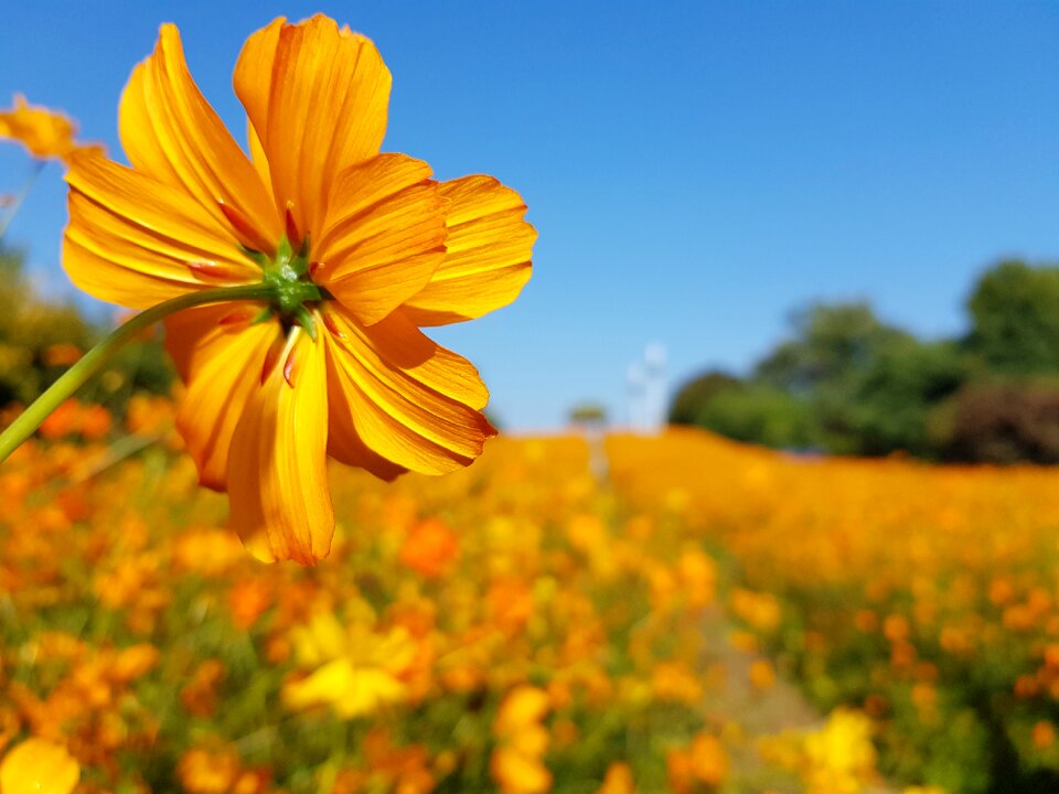 Wild flowers every day background photo katok life