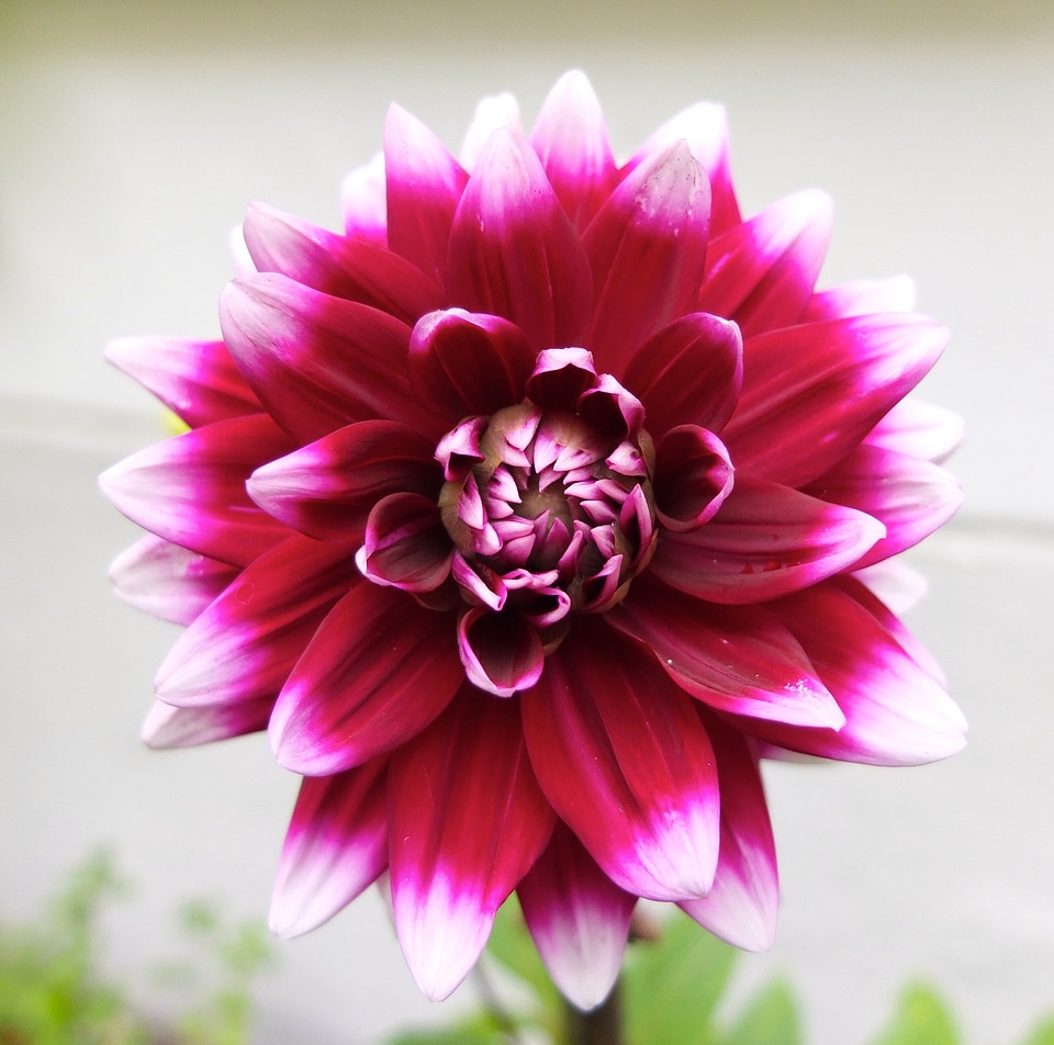 Bloom plant garden