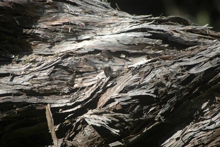 Wood old plant