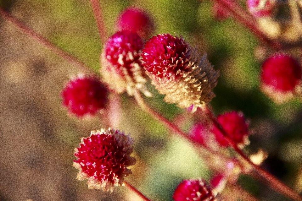 Nature flower beautiful