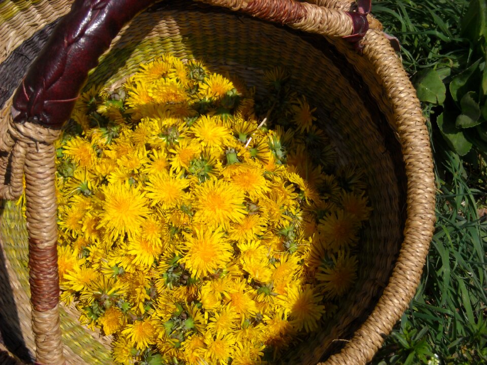Collection medicinal plant harvest