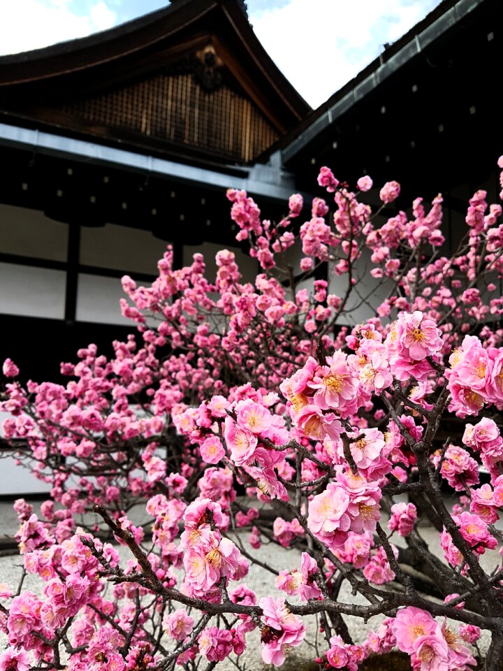 Japanese temple nature