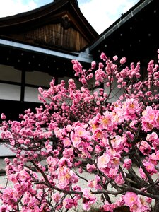 Japanese temple nature photo