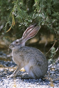 Rabbit bunny animals photo