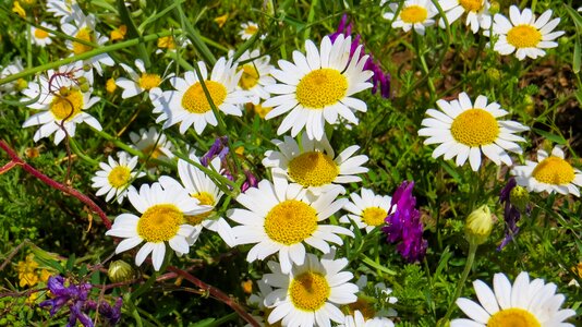 Spring daisies white