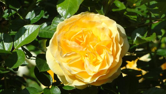 Rose nature photo