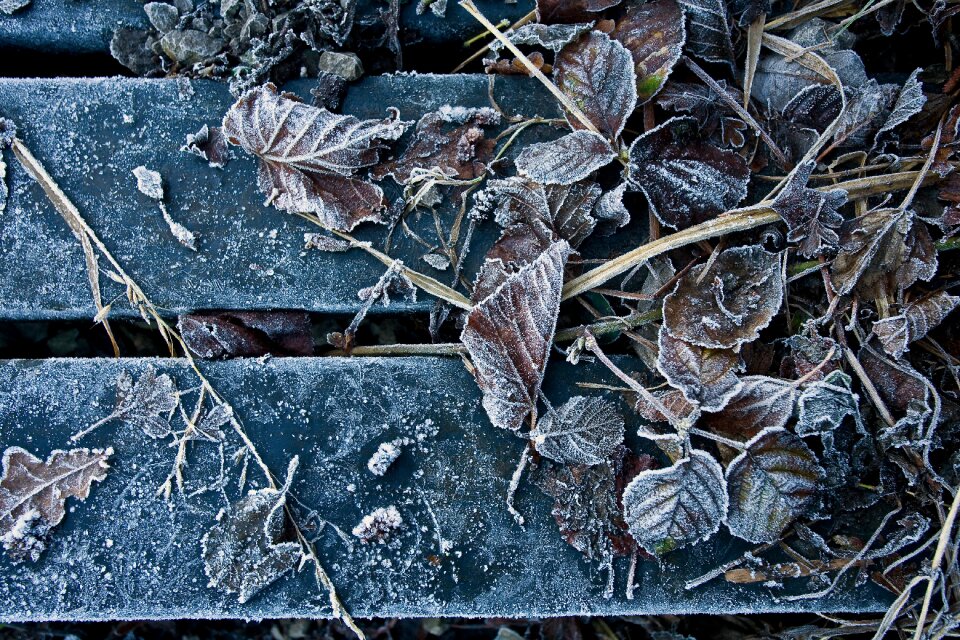 Winter cold leaves