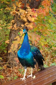 Wildlife garden