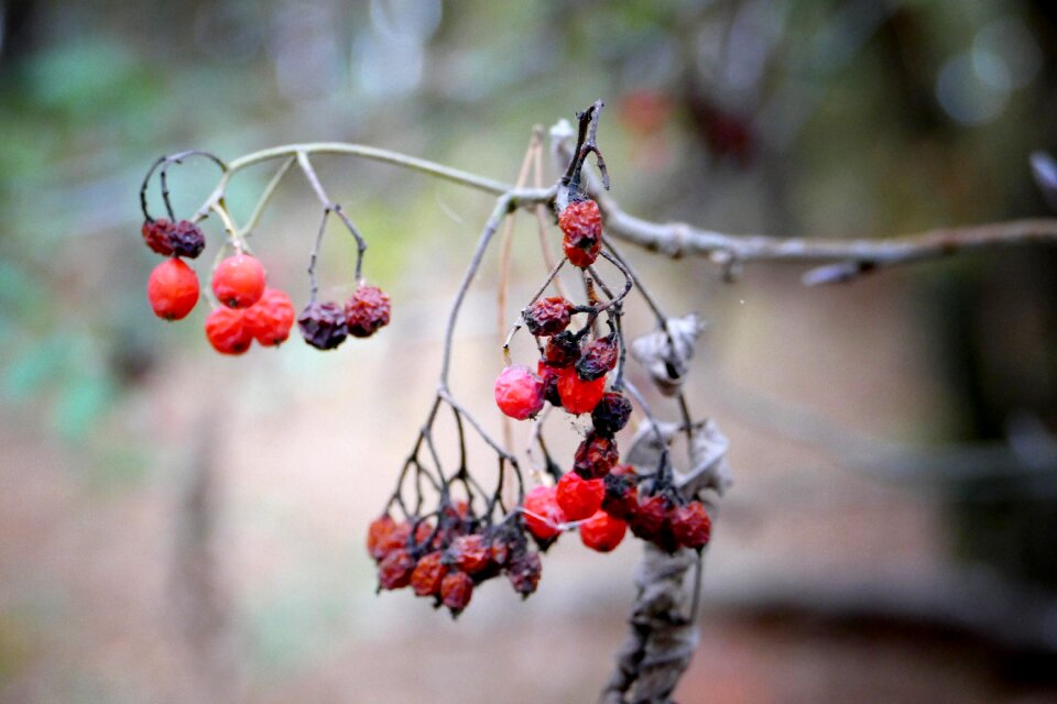 Forest fruits nature