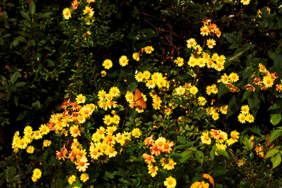 Flower butterfly spring