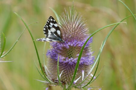 Thistle close up blossom