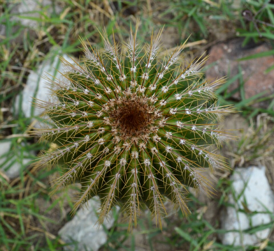 Thorny desert cactus