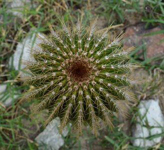 Thorny desert cactus