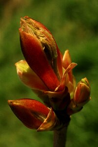 Spring tree branch