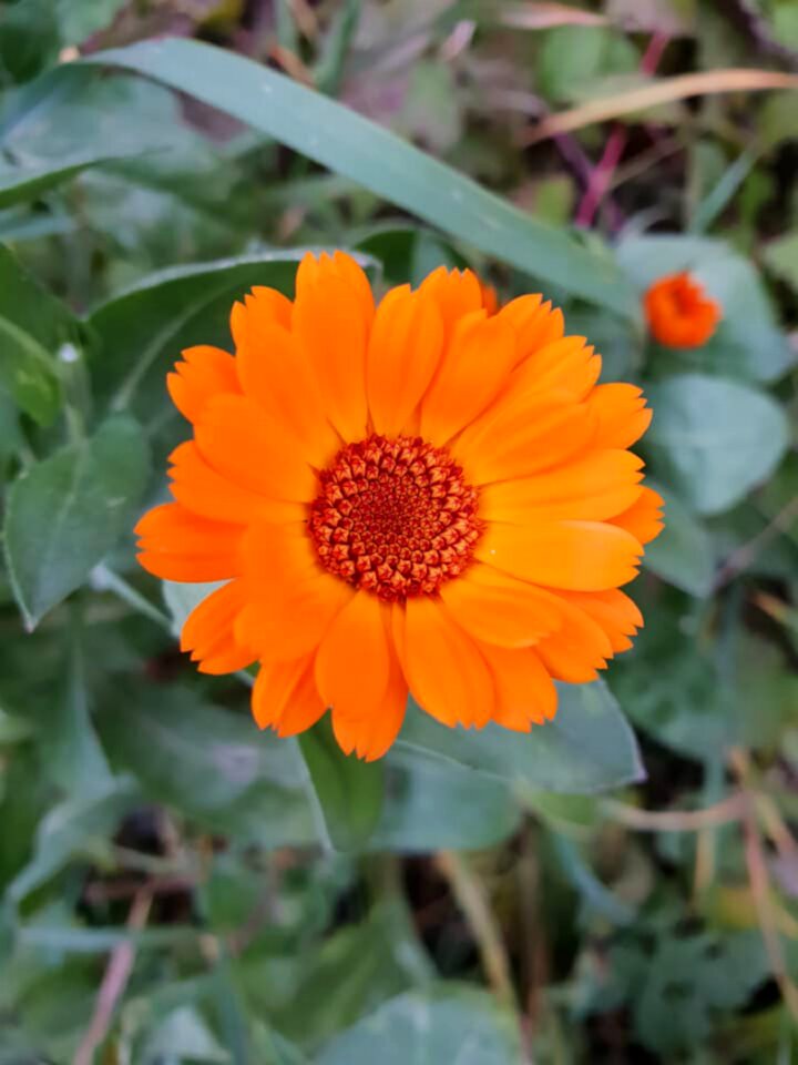Orange flower calendula