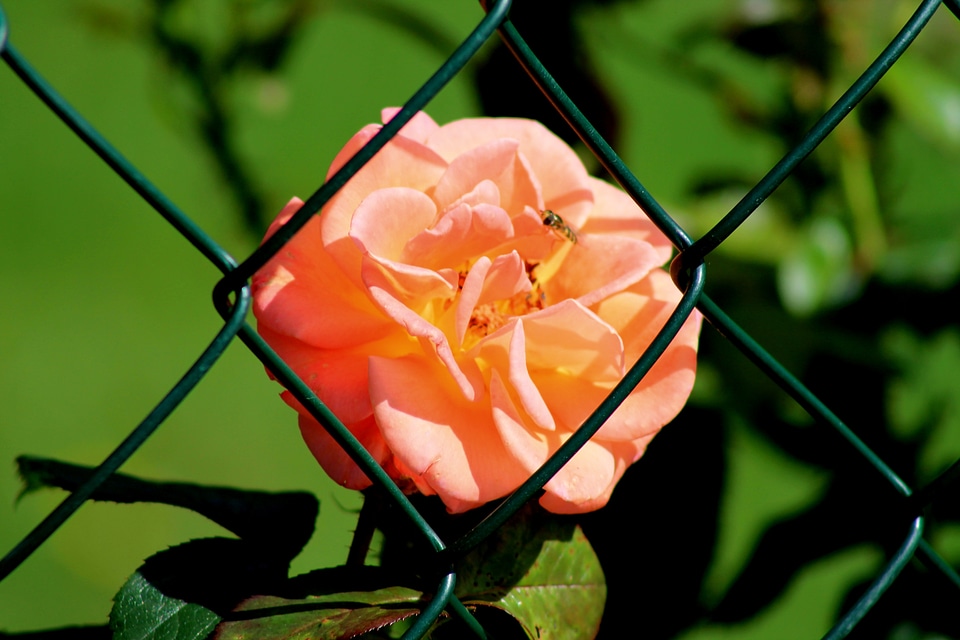 Blossom bloom plant
