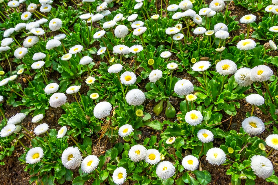 Nature plants summer