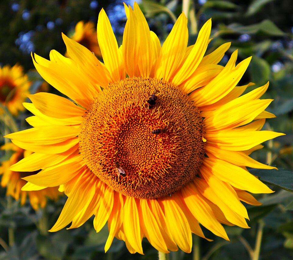 Nature bloom growth