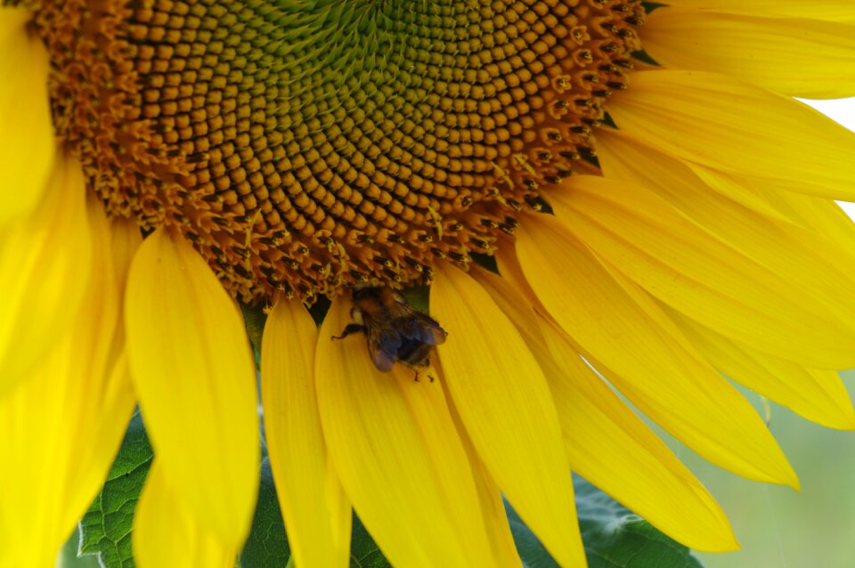 Bee sunflower summer