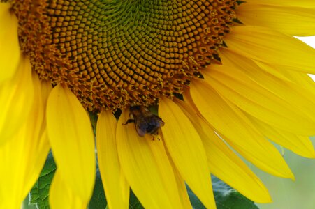 Bee sunflower summer photo