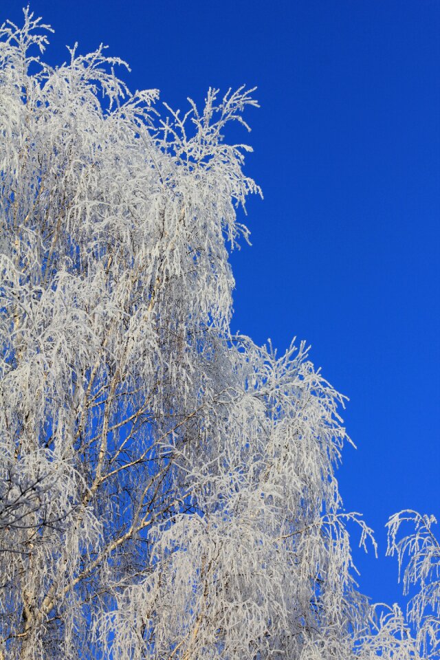 Nature background weather forecast birch