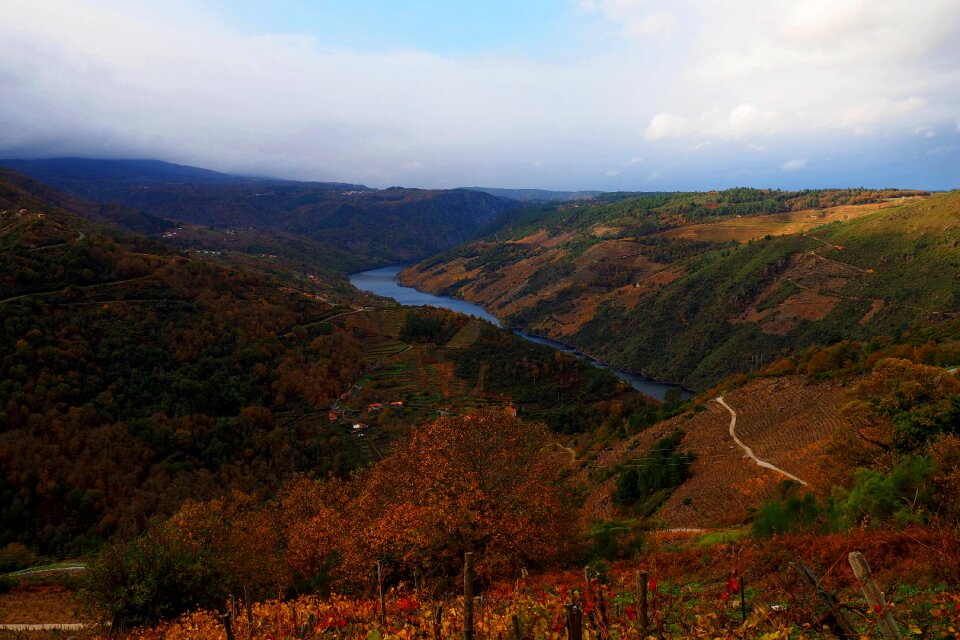 Ourense vineyards color