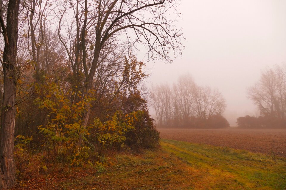 Trees the fog autumn