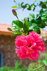 Flower garden