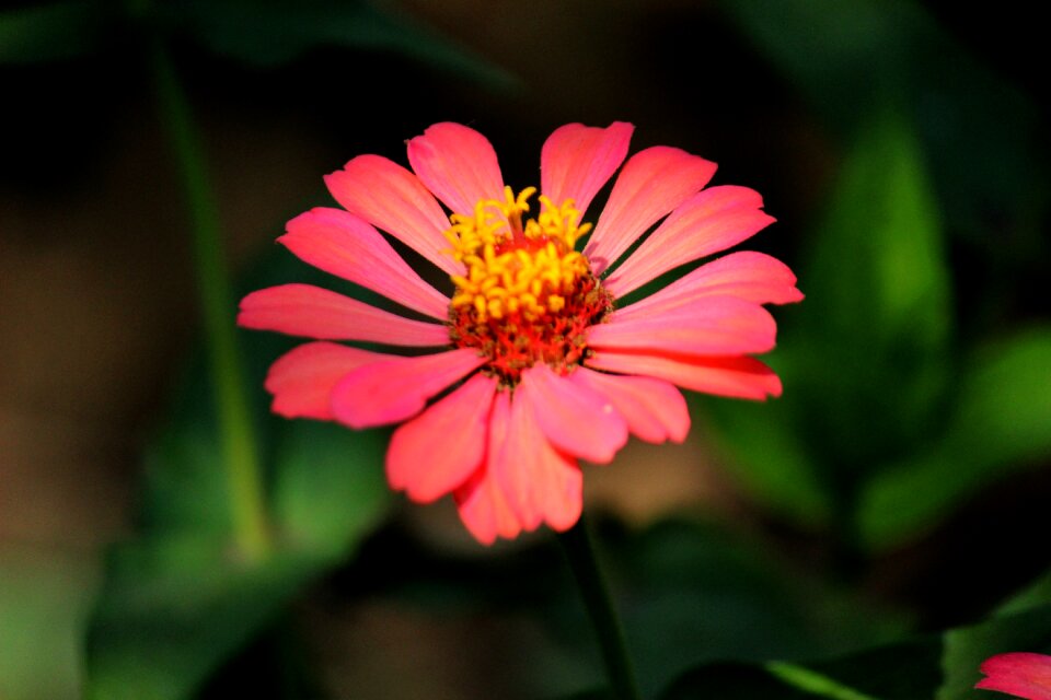 Valentine fragrance flowers