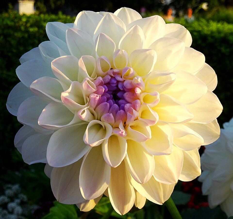 Romantic petals garden