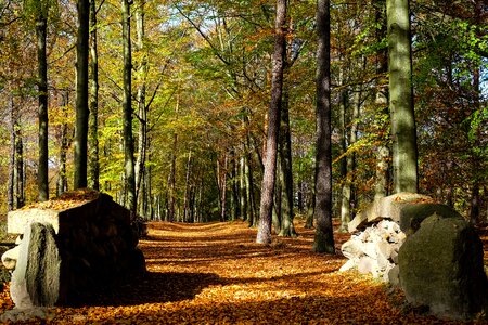 Leaves nature autumn colours photo