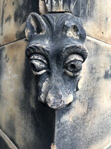 Dog gray wolf