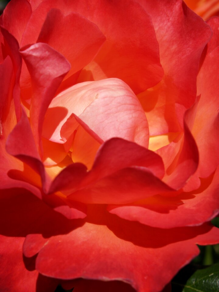 Nature plant pink