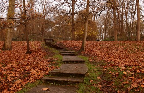 Trees leaves mystic