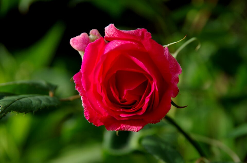 Flower nature red