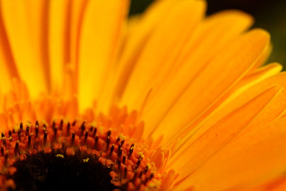 Flower blossom bloom