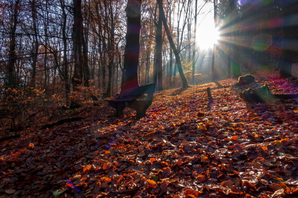 Nature mood fall color