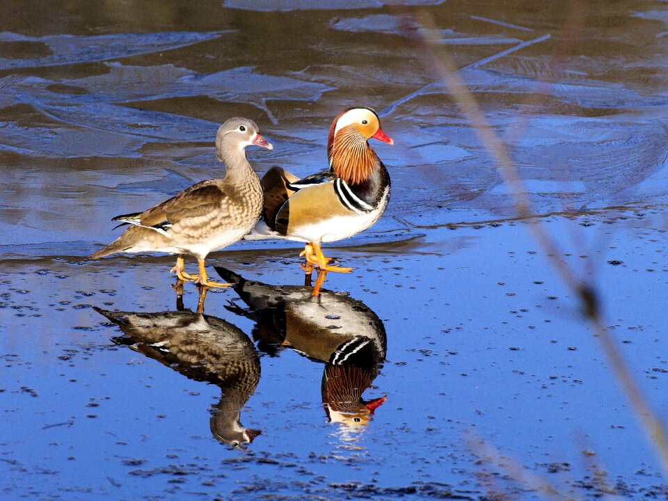 Winter ice plumage