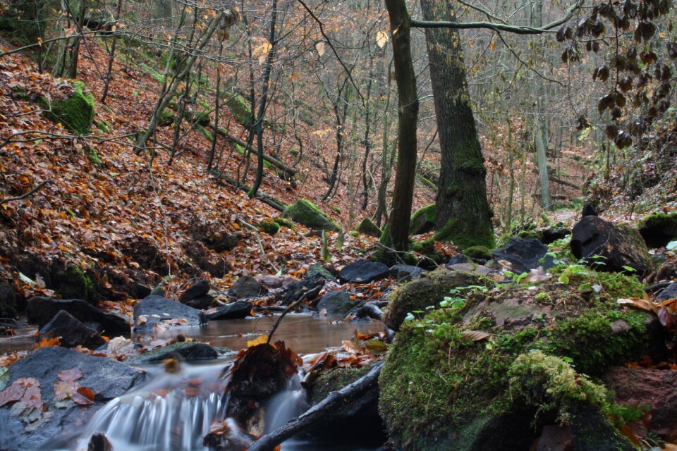 Bach forest autumn